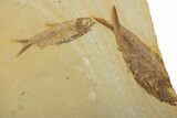 Plate With Two Fossil Fish (Knightia) - Wyoming #373857-1